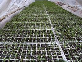 西瓜、苦瓜、梨瓜、辣椒等一系列產(chǎn)品的幼苗培植價(jià)格_西瓜、苦瓜、梨瓜、辣椒等一系列產(chǎn)品的幼苗培植_陜西西安市西瓜、苦瓜、梨瓜、辣椒等一系列產(chǎn)品的幼苗培植生產(chǎn)供應(yīng)商_花卉種子、種苗盡在搜了網(wǎng)