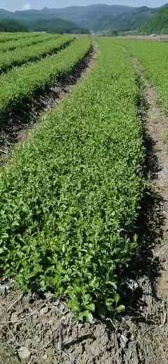 [蒼術(shù)種苗批發(fā)]陜西商洛鎮(zhèn)安縣蒼術(shù)種苗 0.25元/棵【精品】蒼 _ 一畝田