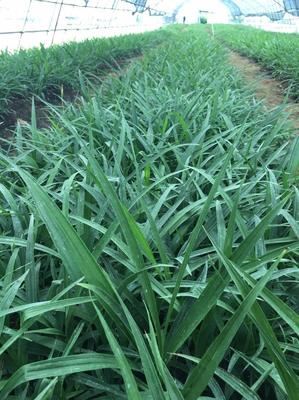 [白芨種苗批發(fā)]陜西漢中漢臺(tái)區(qū)白芨種苗 0.60元/棵白芨苗2年 _ 一畝田