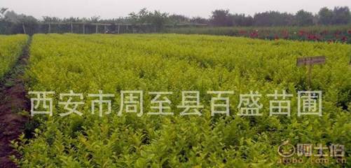 【營(yíng)養(yǎng)缽金葉女貞,大田金葉女貞,陜西金葉女貞種苗工程綠化苗木】西安市周至縣百盛苗圃 - 產(chǎn)品庫(kù)