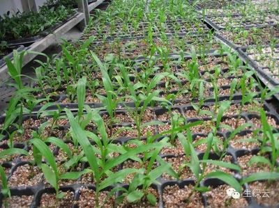 重樓、白芨、金鐵鎖、珠子參種子種苗供應(yīng)