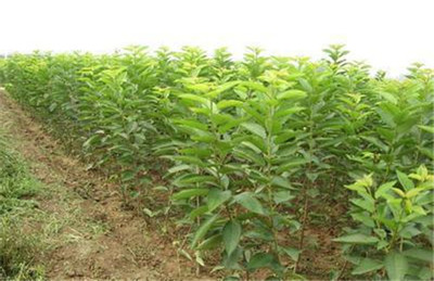 櫻桃種苗批發(fā)-山西櫻桃苗-陜西櫻桃苗