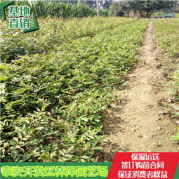 江西湘東小椒樹苗報(bào)價價格