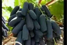 陜西渭南23456年板栗樹苗 新聞 基地報(bào)價