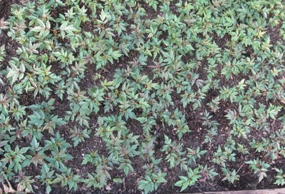 陜西苗木基地-陜西香椿樹苗供應|出售香椿樹苗|香椿樹苗價格 -陜西厚樸苗價格|陜西櫻桃苗價格|陜西獼猴桃苗 產品展示(陜西苗木基地、陜西種苗供應商、陜西苗木批發)-金泉網