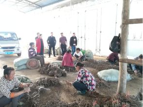 縣農業局到大地鄉指導農業產業生產助推脫貧攻堅