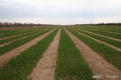 烏審旗有個(gè)國(guó)家沙漠公園