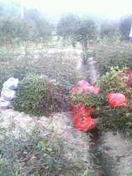 陜西哪里有桂花樹(shù)苗賣