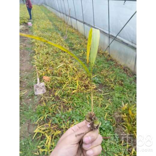 【陜西省延安市延川縣白芨三年苗批發】- 