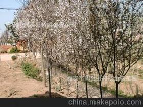 紅葉樹苗供應商,價格,紅葉樹苗批發市場 