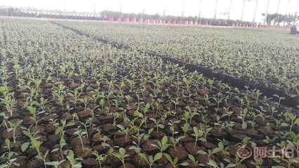 【陜西柳葉馬鞭草種苗杯苗容器苗供應】 - 產品庫