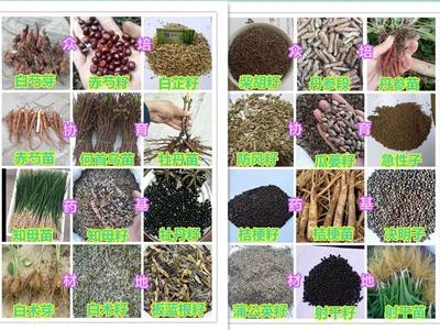 【油用牡丹苗兩年苗價格】價格,廠家,藥材種子種苗