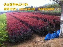 【供應西安營養缽紅葉李、紫葉李、陜西叢生密枝紅葉李】價格,廠家,其他種子種苗