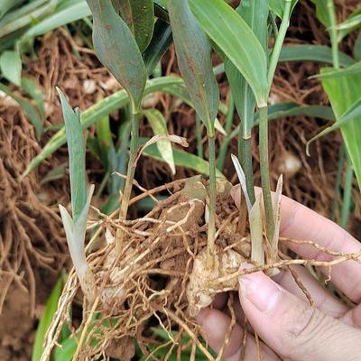 [黃精種苗批發]陜西商洛鎮安縣黃精種苗 0.45元/棵姜型多花四 _ 一畝田