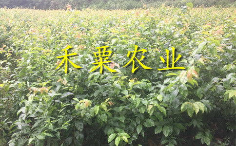 【湖南衡陽李子苗供應商__投產快李子樹苗產地直銷。】- 