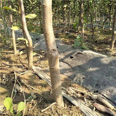 北京市 庫爾勒香梨樹苗現貨咨詢電話