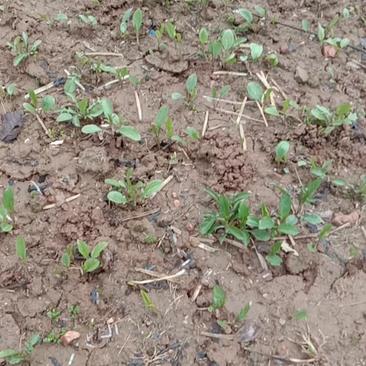 中藥材種苗,蒼術(shù)種苗原產(chǎn)地陜西寶雞北朱砂點蒼術(shù)種苗