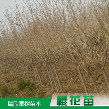 供應陜西櫻花苗 櫻花種苗 櫻花種子 櫻花樹 櫻花樹苗