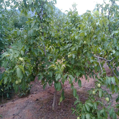 當年掛果遼核1號核桃樹種苗價格2元