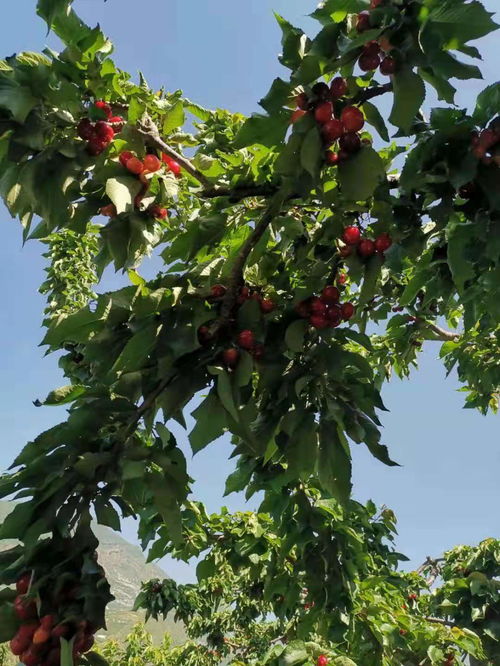 【自貢車(chē)?yán)遄用绶N植技術(shù),自貢車(chē)?yán)遄用缒抢锖谩? 