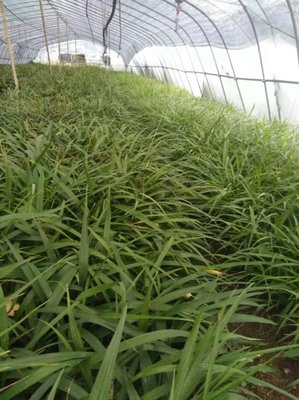 [白芨種苗批發(fā)]陜西商洛山陽(yáng)縣白芨種苗 0.40元/棵優(yōu)質(zhì)白芨苗 _ 一畝田