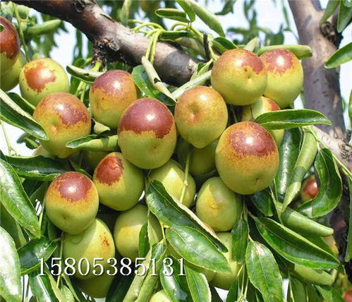 棗樹(shù)苗在陜西寶雞什么價(jià)格沾化冬棗樹(shù)苗提供種植技術(shù)