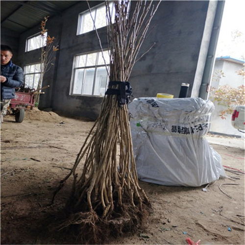 大金星山楂樹(shù)苗品種介紹 2020年大金星山楂樹(shù)苗多少錢(qián)一棵