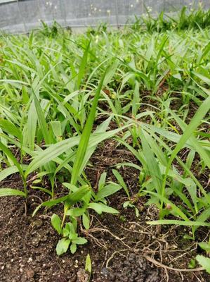 [三叉白芨種苗批發]陜西商洛商州區白芨種苗 9.80元/件樣品通 _ 一畝田