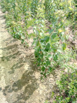 陜西山東杏樹種苗成苗量大質優