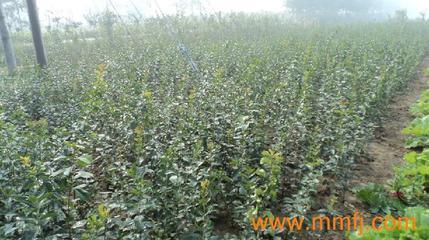 花卉種子、種苗-花卉種子、種苗供應-花卉種子、種苗價格-產品大全列表-E路風機網產品大全