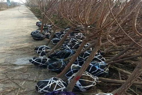 陜西豐園紅杏樹苗批發價格,凱特杏樹苗多少錢