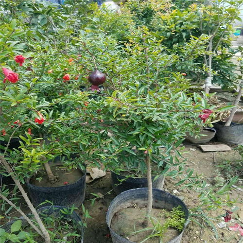 【陜西省嫁接石榴樹(shù)苗價(jià)格石榴樹(shù)苗規(guī)格齊全】- 