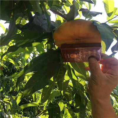 新聞 陜西冬雪紅蜜桃樹(shù)苗品種推薦