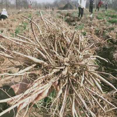 陜西大荔沙苑黃花菜種苗 產地直銷
