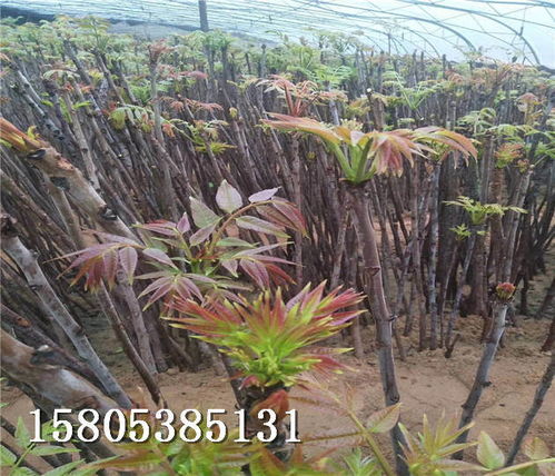 香椿樹苗在湖南常德哪個地方能買到苗露地香椿樹苗聯系方式