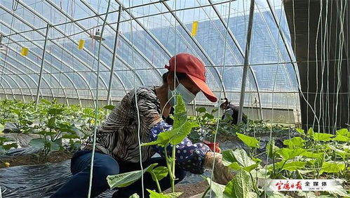 陜西農業(yè)示范園 蔬菜輪作一年四季不停歇，種苗引領產業(yè)升級