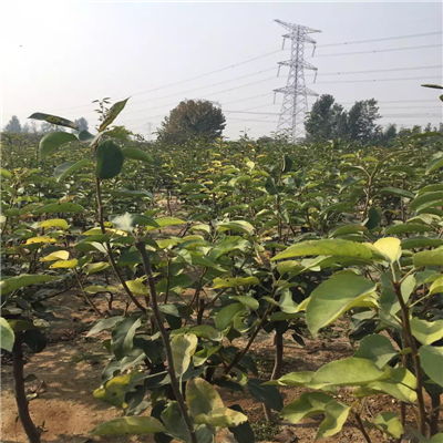 金秋梨樹苗批發(fā)價格與求購指南——聚焦陜西種苗市場