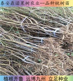 陜西7-5油蟠桃苗 早熟優(yōu)質桃樹苗品種的直銷優(yōu)勢與種植指南