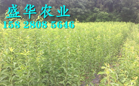 陜西脆紅李苗基地直銷 漢中、安康、商洛、寶雞等地區(qū)樹苗價格與種植優(yōu)勢