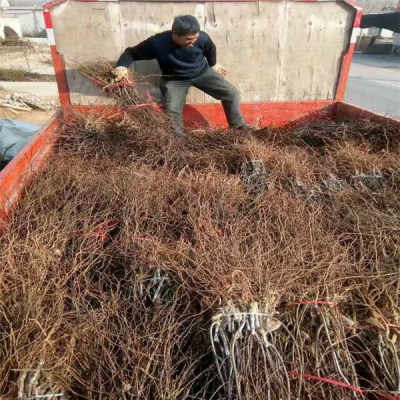 陜西優(yōu)質(zhì)5年冬棗樹苗，農(nóng)戶直銷，助您豐收致富