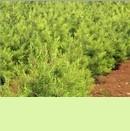 供應陜西白皮松 價格、廠家與花卉種苗資源解析