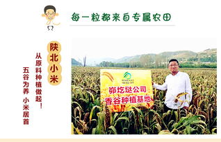 延安香谷米黃小米 傳承陜西種苗的純正風味