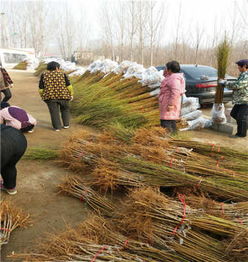 陜西種苗與天津培育 5年生超紅珠油桃苗的優選之路