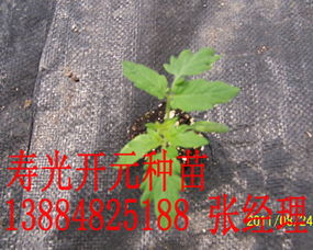 工廠化育苗新標桿 從壽光開元到陜西，番茄種苗產業的升級之路